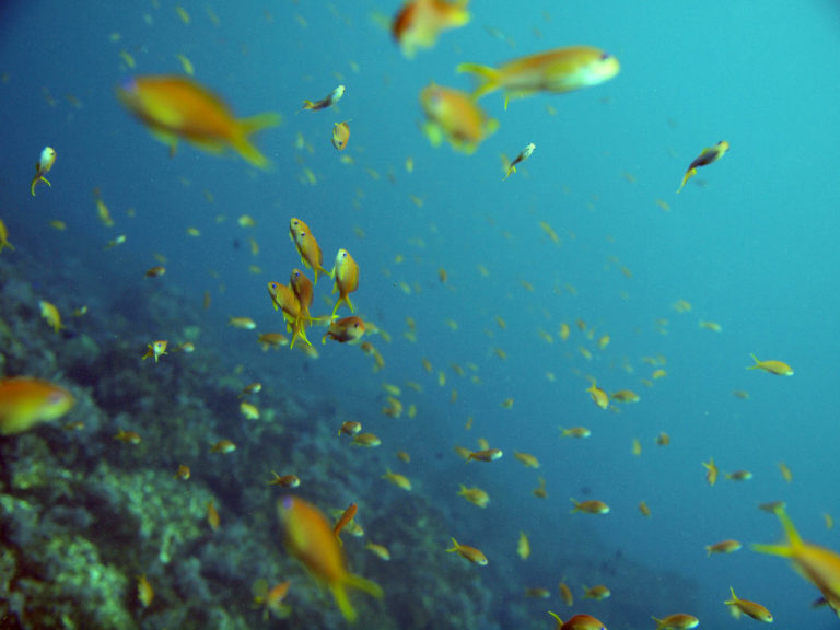 豊かでカラフル 伊豆で見られる代表的な海の生き物6選をご紹介 ダイビングライフ