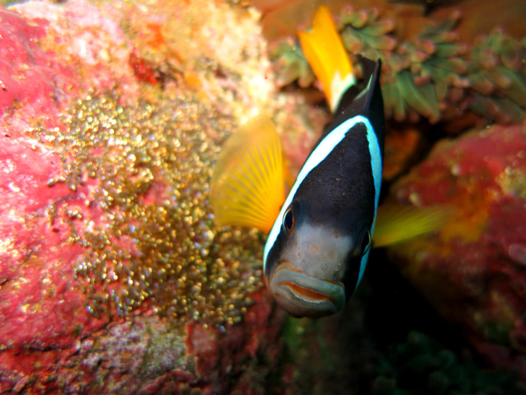 豊かでカラフル 伊豆で見られる代表的な海の生き物6選をご紹介 ダイビングライフ