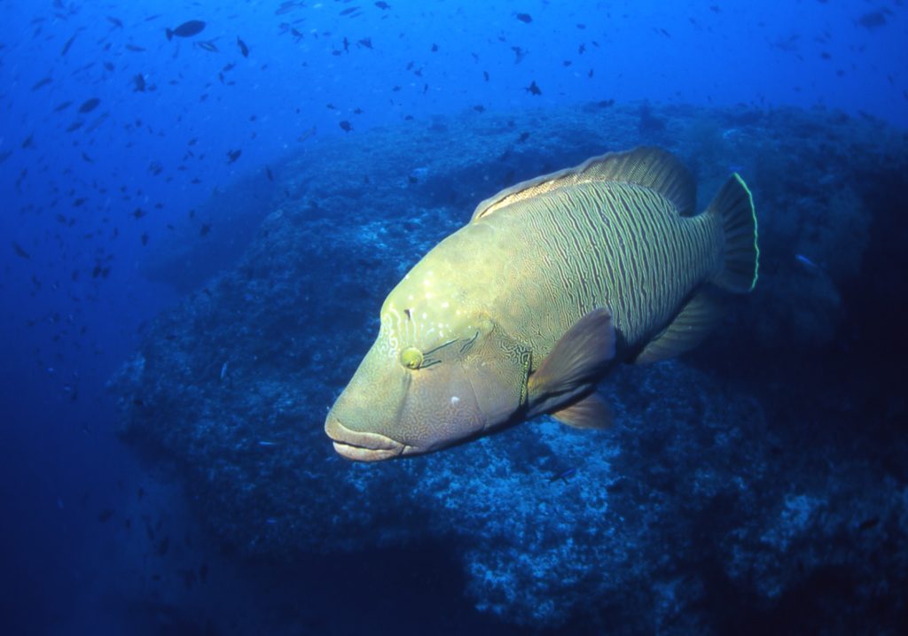 ダイビングを始めたら出会ってみたい海の生き物１ ダイビングライフ