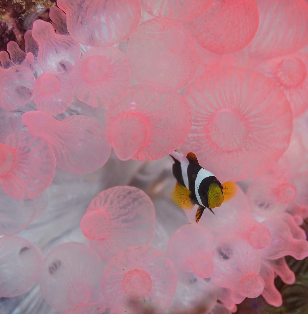 ダイビングを始めたら出会ってみたい 海の生き物特集2 ダイビングライフ